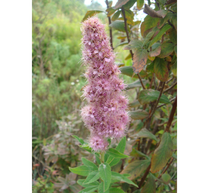 Спирея Билларда, контейнер 3 л H 40-50 см