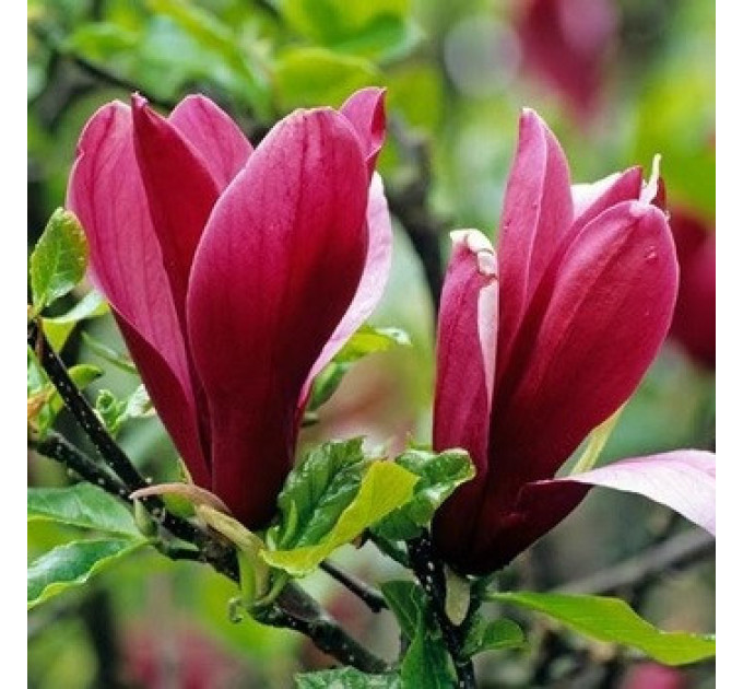 Магнолія liliiflora Nigra, конт. 3 л