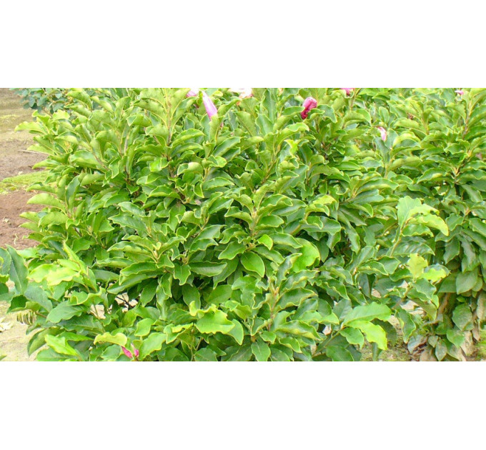 Магнолія liliiflora Nigra, конт. 3 л