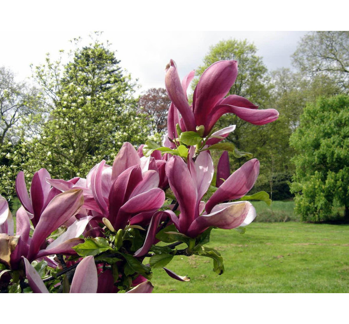 Магнолія liliiflora Nigra, конт. 3 л