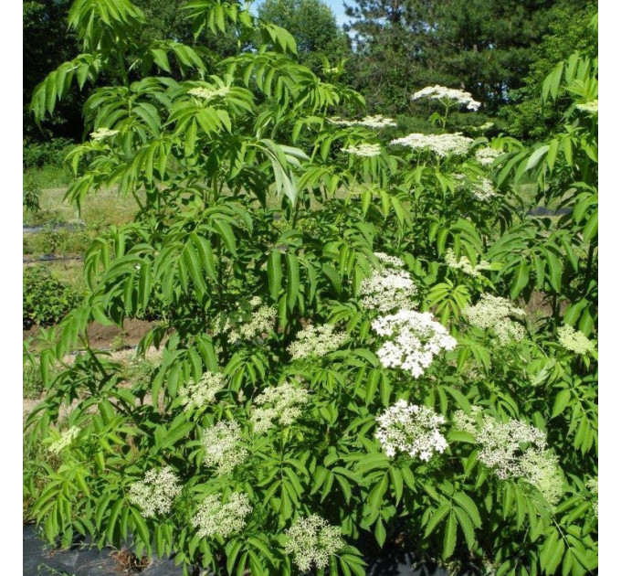 Бузина сорт "Ранч" 1 річна, конт. P9