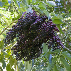 Бузина сорт "Ранч" 1 річна, конт. P9