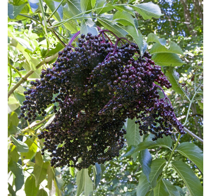 Бузина сорт "Ранч" 1 річна, конт. P9