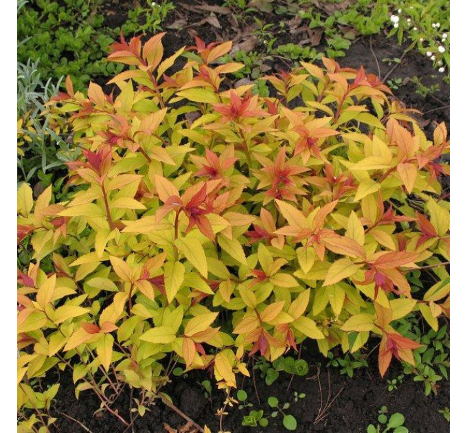 Спирея Бумальда (Goldflame), контейнер 3 л H 13-18 см