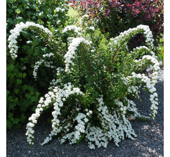 Спирея ниппонская Snowmound, контейнер 3 л H 20-25 см
