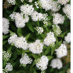 Спирея японская Albiflora, контейнер 3 л H 15-25 см