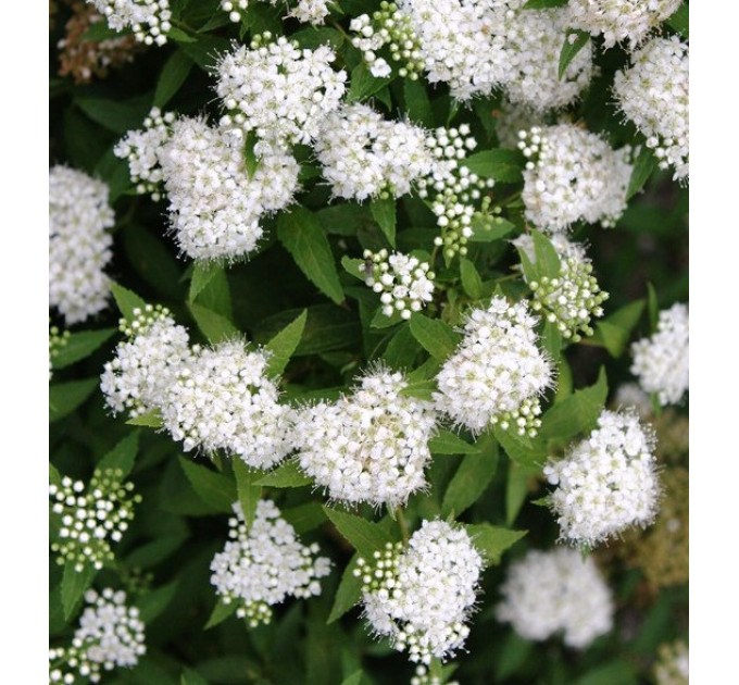 Спирея японская Albiflora, контейнер 3 л H 15-25 см
