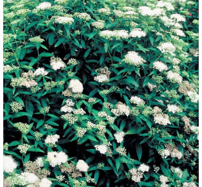 Спирея японская Albiflora, контейнер 3 л H 15-25 см