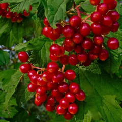 Калина красная сорт Эликсир 2 летняя, конт. 2 л