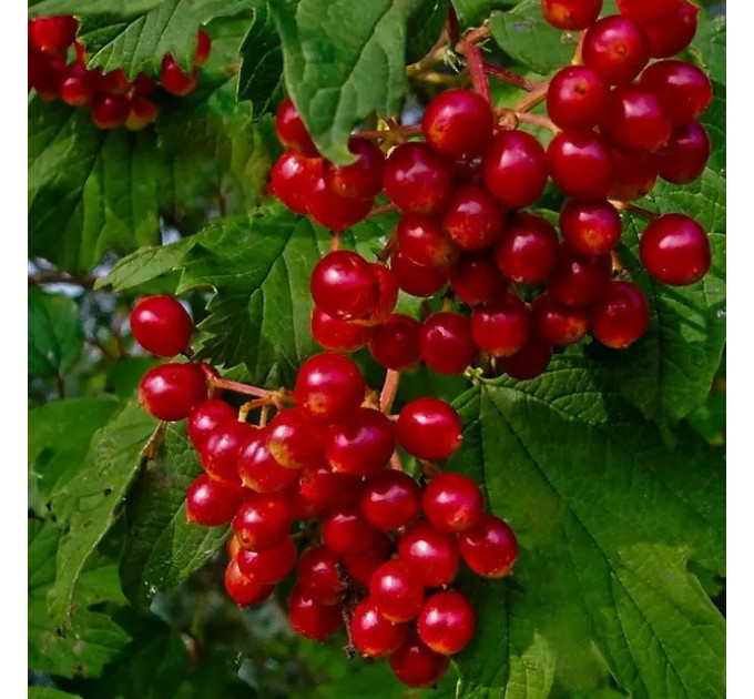 Калина красная сорт Эликсир 2 летняя, конт. 2 л