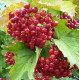 Калина красная сорт Эликсир 2 летняя, конт. 2 л