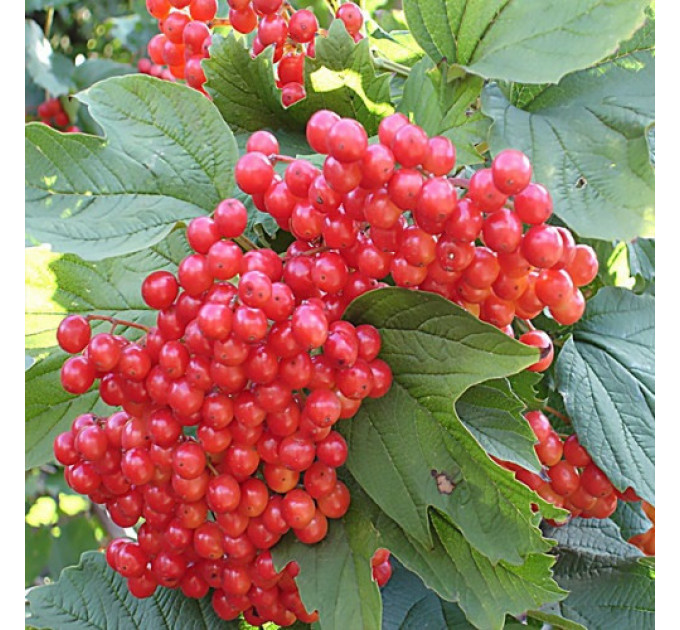 Калина красная сорт Эликсир 2 летняя, конт. 2 л