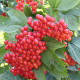 Калина красная сорт Эликсир 2 летняя, конт. 2 л