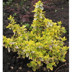 Бересклет Форчуна Emerald Gold, контейнер 1 л H 10-15 см