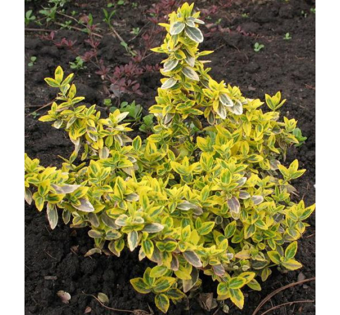 Бересклет Форчуна Emerald Gold, контейнер 1 л H 10-15 см