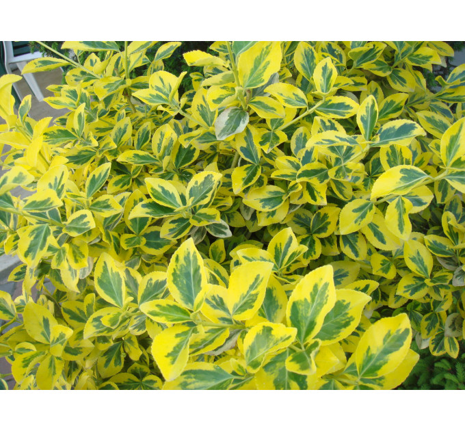 Бересклет Форчуна Emerald Gold, контейнер 1 л H 10-15 см