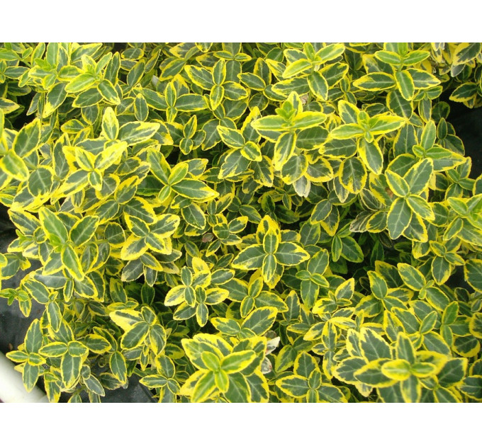 Бересклет Форчуна Emerald Gold, контейнер 1 л H 10-15 см