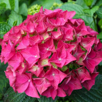 Гортензия сорт "Альпенглюхен" 1 летняя, конт. P9 Гортензия сорт "Альпенглюхен" 1 летняя, конт. P9