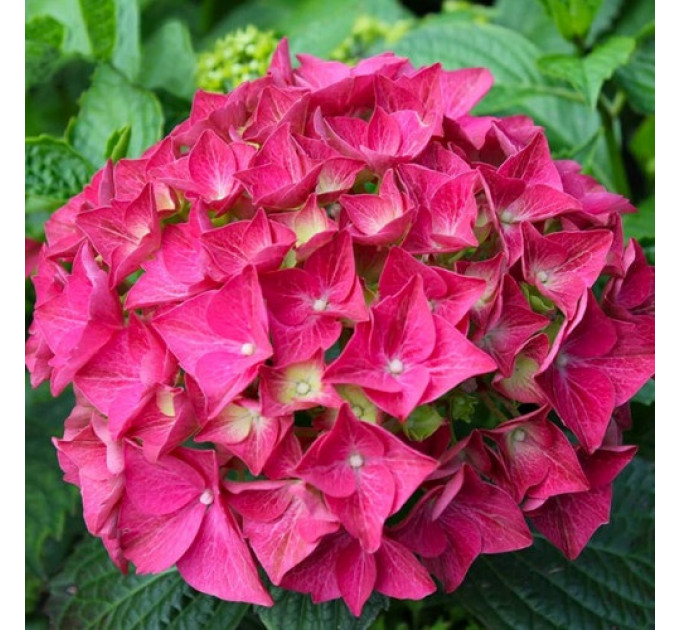 Гортензия сорт "Альпенглюхен" 1 летняя, конт. P9