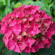 Гортензия сорт "Альпенглюхен" 1 летняя, конт. P9