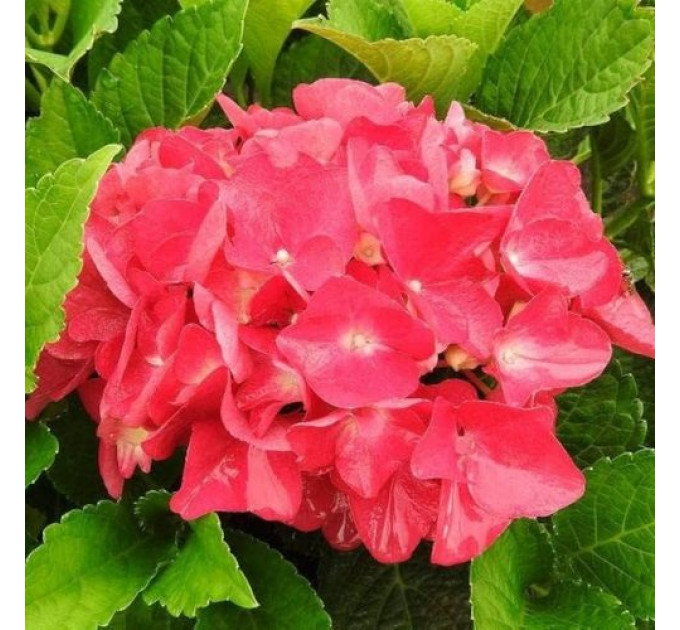 Гортензия сорт "Альпенглюхен" 1 летняя, конт. P9