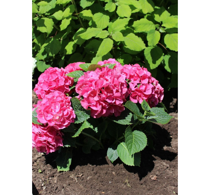 Гортензия сорт "Альпенглюхен" 1 летняя, конт. P9