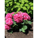Гортензия сорт "Альпенглюхен" 1 летняя, конт. P9