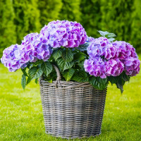 Гортензия сорт "Букет Роуз" 1 летняя, конт. P9 Гортензия сорт "Букет Роуз" 1 летняя, конт. P9