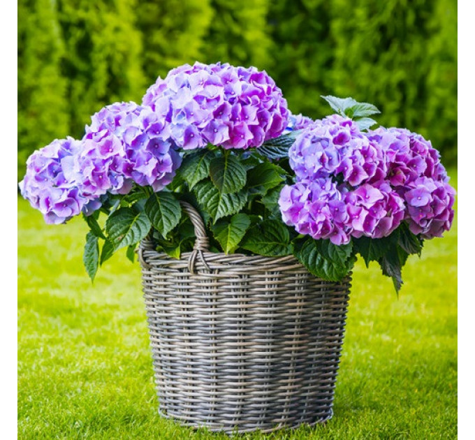 Гортензия сорт "Букет Роуз " 1 летняя, конт. P9