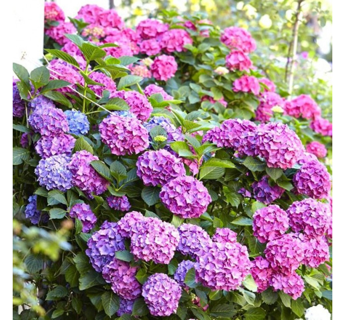 Гортензия сорт "Букет Роуз " 1 летняя, конт. P9