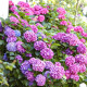 Гортензия сорт "Букет Роуз " 1 летняя, конт. P9