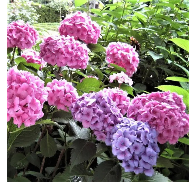 Гортензия сорт "Букет Роуз " 1 летняя, конт. P9