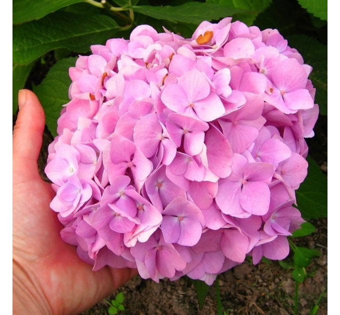 Гортензия сорт "Бесконечное лето" 1 летняя, конт. P9