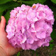 Гортензия сорт "Бесконечное лето" 1 летняя, конт. P9