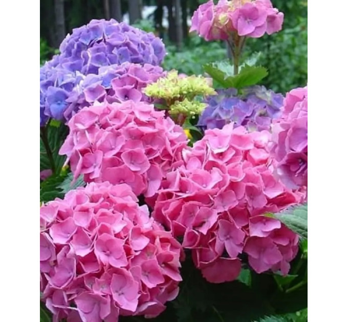 Гортензия сорт "Бесконечное лето" 1 летняя, конт. P9