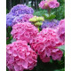 Гортензия сорт "Бесконечное лето" 1 летняя, конт. P9
