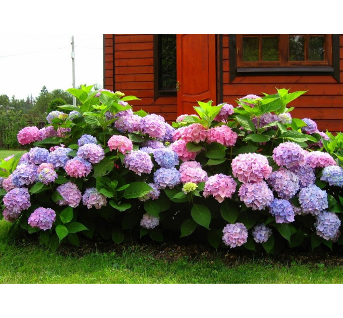 Гортензия сорт "Бесконечное лето" 1 летняя, конт. P9