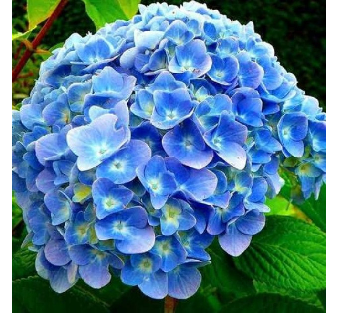 Гортензия сорт "Никко Блю" 1 летняя, конт. P9