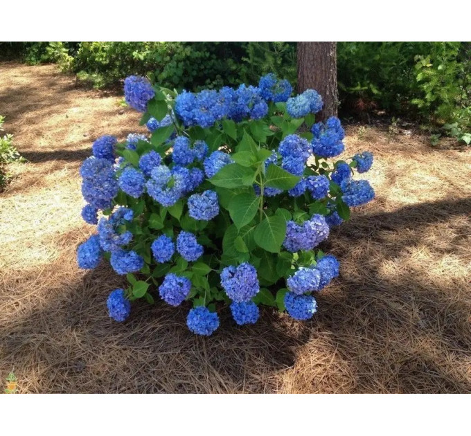 Гортензия сорт "Никко Блю" 1 летняя, конт. P9