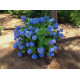 Гортензия сорт "Никко Блю" 1 летняя, конт. P9