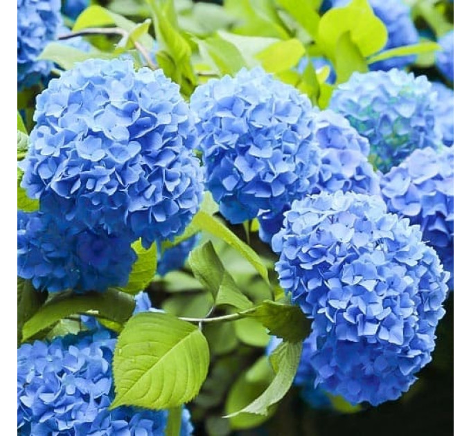 Гортензия сорт "Никко Блю" 1 летняя, конт. P9
