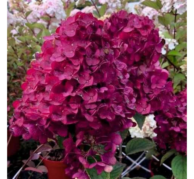 Гортензия сорт "Самарская Лидия" 1 летняя, конт. P9