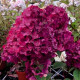 Гортензия сорт "Самарская Лидия" 1 летняя, конт. P9