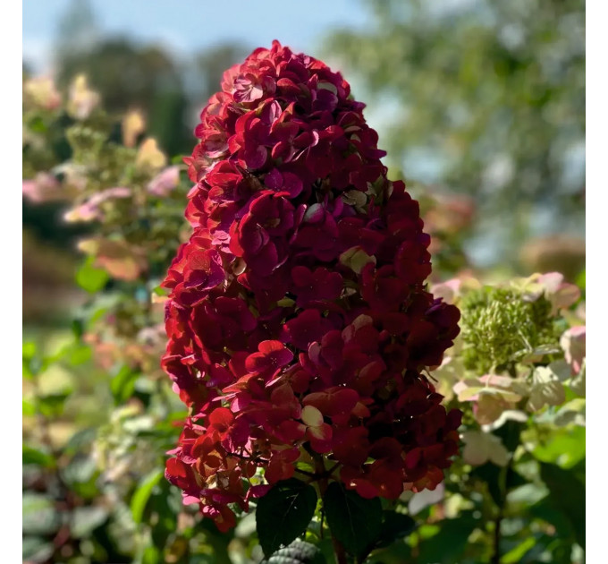 Гортензия сорт "Самарская Лидия" 1 летняя, конт. P9