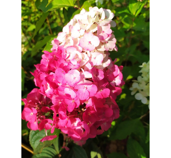 Гортензия сорт "Самарская Лидия" 1 летняя, конт. P9