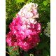 Гортензия сорт "Самарская Лидия" 1 летняя, конт. P9