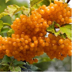 Калина сорт Xanthocarpum жовта звичайна, 1 річна, конт. P9