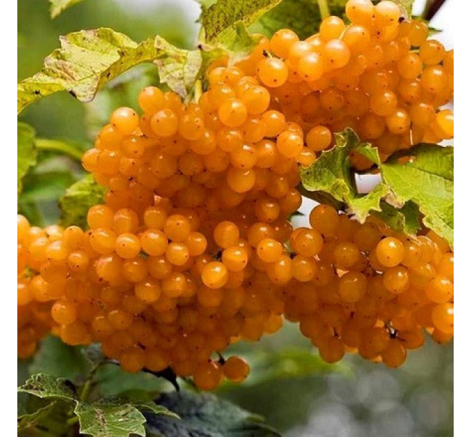 Калина сорт Xanthocarpum желтая обычная, 1 летняя, конт. P9