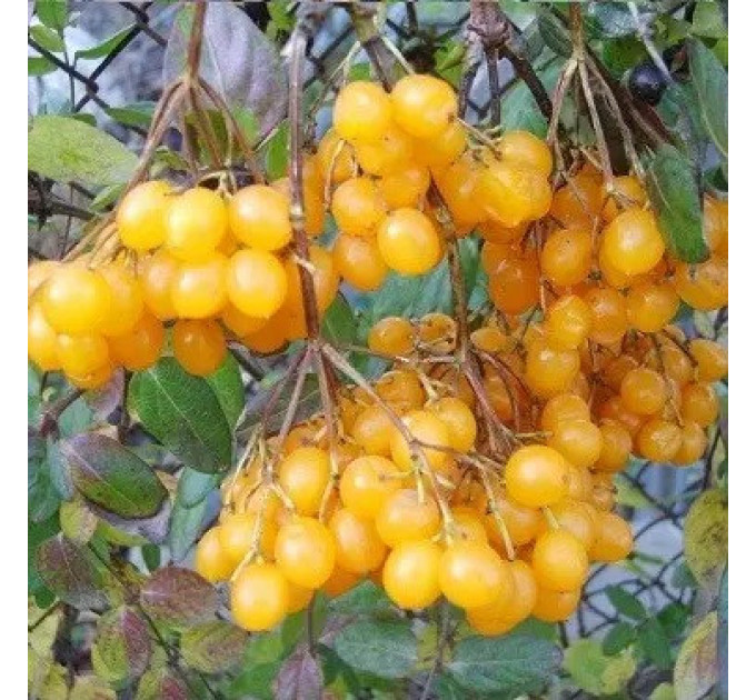 Калина сорт Xanthocarpum желтая обычная, 1 летняя, конт. P9