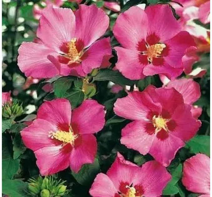 Гібіскус сирійський "Woodbridge" 3 річний, напівупакований